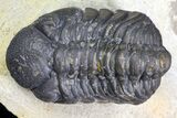 Bargain, Austerops Trilobite - Visible Eye Facets #162331-3
